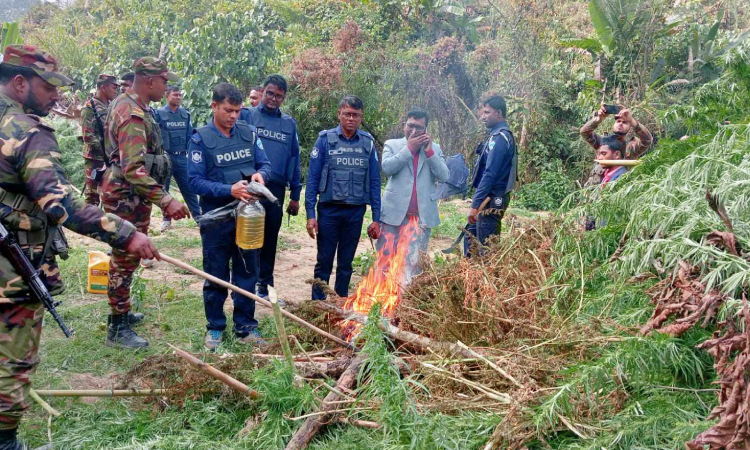 খাগড়াছড়ির দুর্গম পাহাড়ে গাঁজার ক্ষেত ধ্বংস করলো প্রশাসন