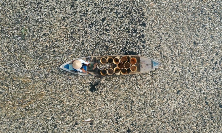 তীব্র তাপদাহে ভিয়েতনামে মরে ভেসে উঠল ২০০ মেট্রিক মাছ