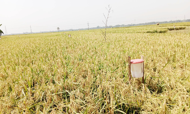 ঝিনাইদহে জনপ্রিয়তা পাচ্ছে পরিবেশ বান্ধব ফসল উৎপাদন পদ্ধতি