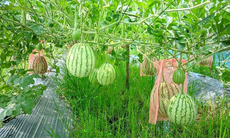 ইউটিউব দেখে তরমুজ চাষ, মাচায় দুলছে সোহেল রানার স্বপ্ন