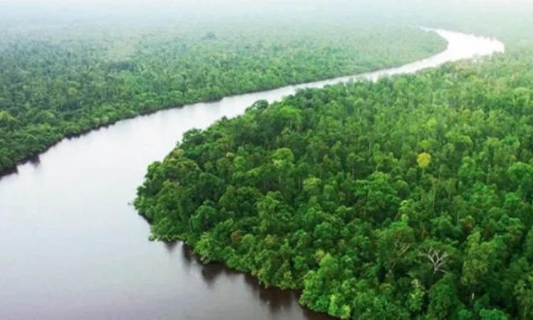 এবারও বুক চিতিয়ে উপকূলকে রক্ষা করল সুন্দরবন