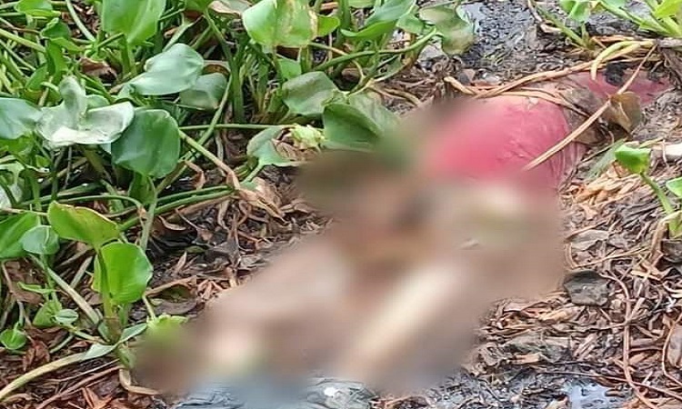 কুষ্টিয়ায় নিখোঁজের ১১ দিন পর ইজিবাইক চালকের অর্ধগলিত লাশ উদ্ধার