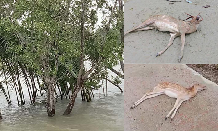 ৩০ ঘণ্টা জোয়ার-জলোচ্ছ্বাসে প্লাবিত সুন্দরবন, ২৬টি মৃত হরিণ উদ্ধার
