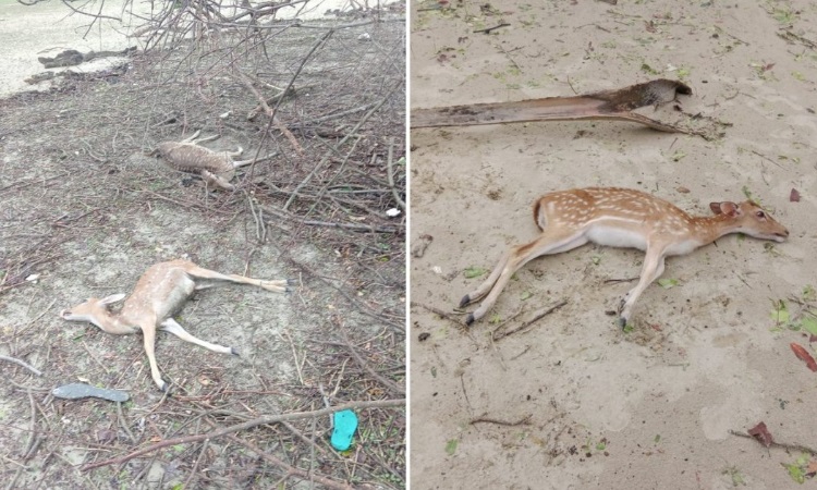 সুন্দরবনে ৯৬ হরিণসহ ১০০ মৃত প্রাণী উদ্ধার