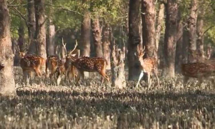 আগামীকাল থেকে ৩ মাসের জন্য সুন্দরবনের সকল প্রবেশ বন্ধ