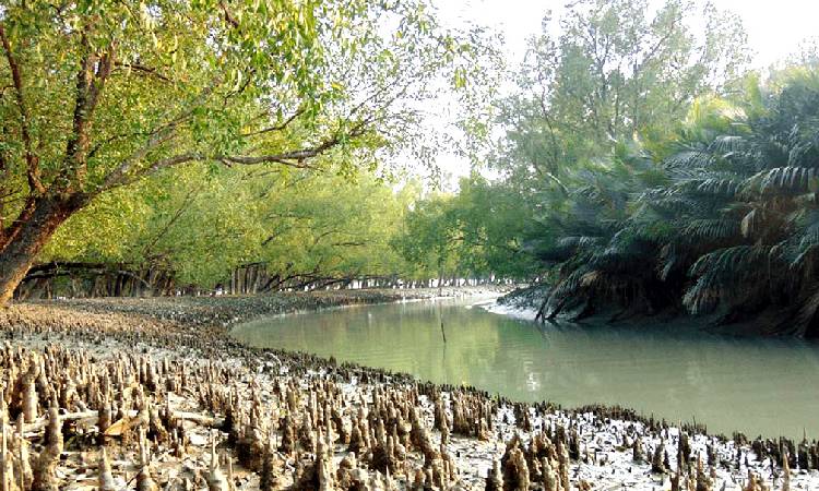 সুন্দরবনে ১১১ হরিণসহ মৃত প্রাণীর সংখ্যা বেড়ে ১১৯
