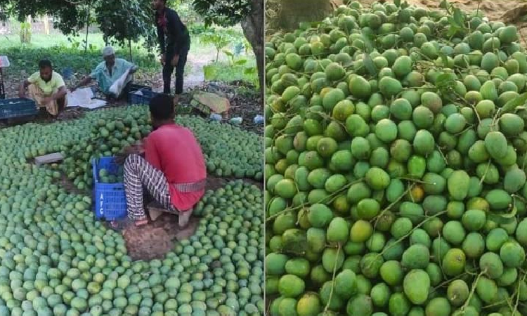 চলতি মৌসুমে ইউরোপে যাচ্ছে সাতক্ষীরার আম