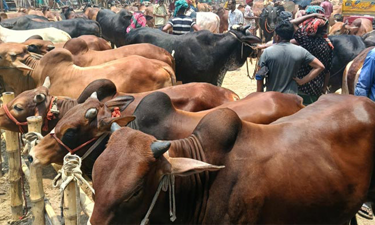 কুরবানি ঈদকে সামনে রেখে চুয়াডাঙ্গায় জমে উঠেছে পশুহাট