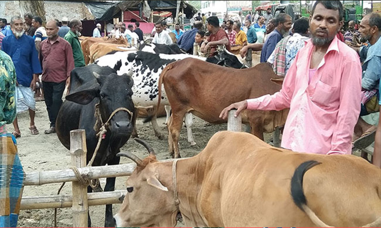 লোহাগড়ায় জমে উঠেছে কোরবানির পশুর হাট