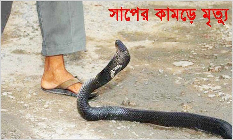 যশোরের শার্শায় সাপের কামড়ে মাদরাসা ছাত্রের মৃত্যু