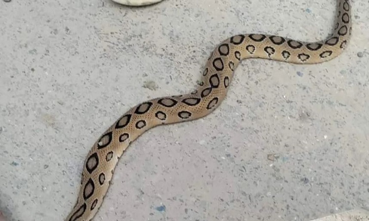 আতঙ্ক থাকলেও চুয়াডাঙ্গায় রাসেলস ভাইপারের সন্ধান মেলেনি