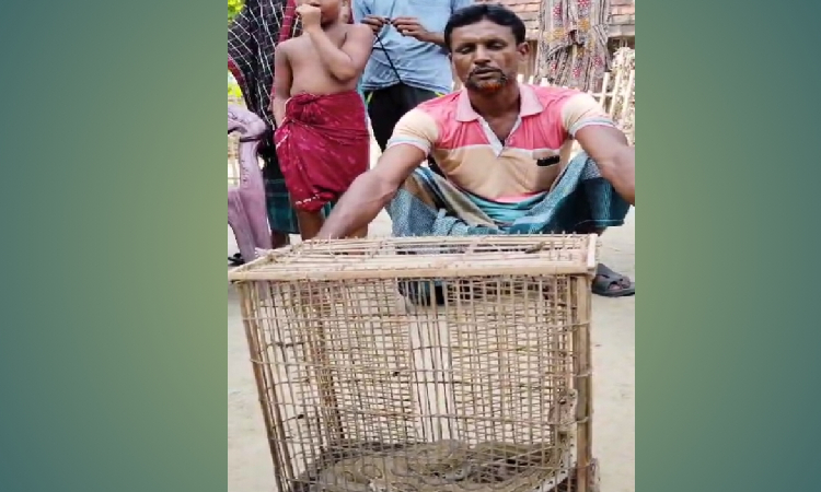 মহেশপুরে মাছ ধরা ফাঁদে ধরা পড়লো রাসেলস ভাইপার