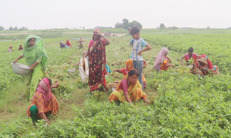 বৈরী আবহাওয়ায়ও কুষ্টিয়ায় বাদাম চাষে চরবাসীর সাফল্য