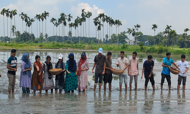 বন্যাদুর্গত কৃষকদের পাশে দাঁড়াতে বাকৃবিতে ধান বীজ বপন শুরু