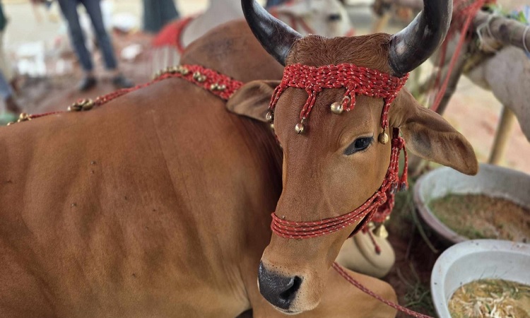 গরুর হটে পরীমনি-শাকিব, সাথে ট্রাম্প!
