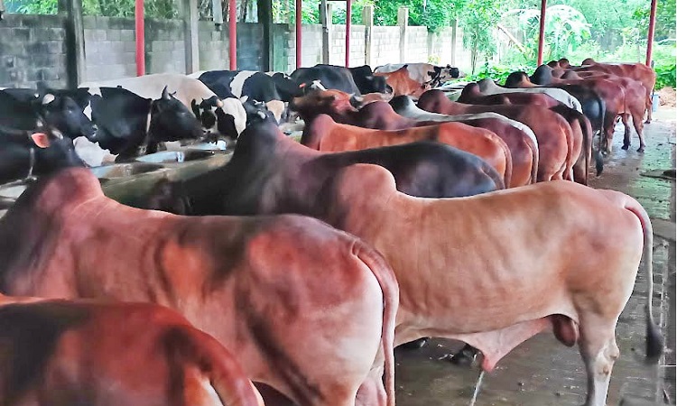 সিংগাইরে কোরবানির জন্য প্রস্তুত ১ লাখ দশ হাজার পশু