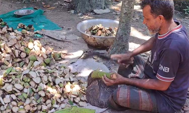 গবাদিপশুর খাদ্যের দাম বেড়েছে তিন গুণ, চাহিদা মেটাচ্ছে কলার ঘাউর