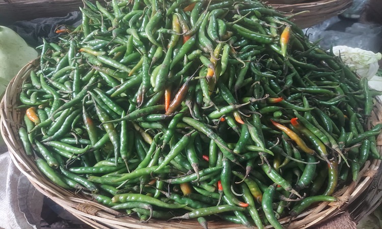 হিলিতে কাঁচামরিচের দাম ১০০ টাকা কমেছে