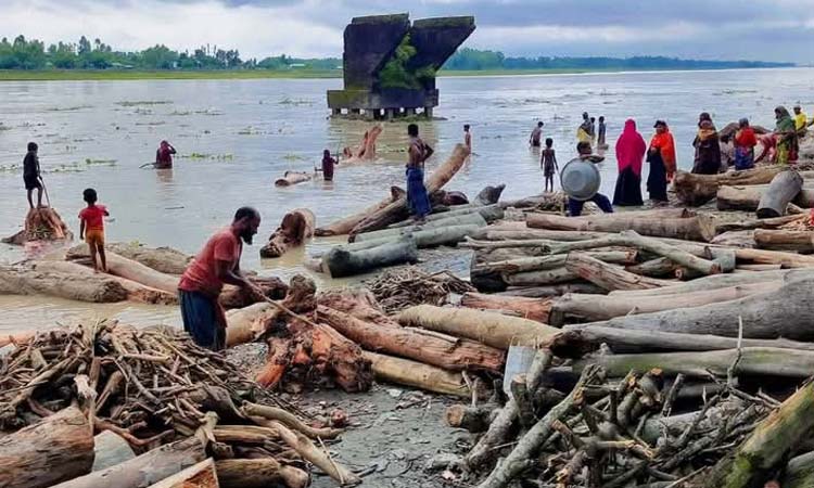 উজানের ঢলে কুড়িগ্রামে ভেসে আসছে হাজার হাজার গাছের গুড়ি