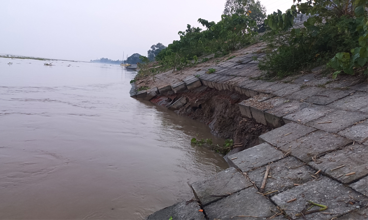 চিলমারীতে ব্রহ্মপুত্র নদের ডানতীর রক্ষা প্রকল্পে ধস!