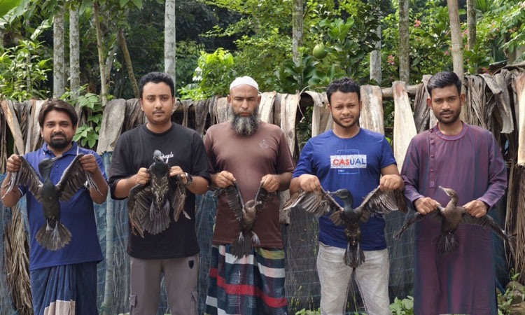 মুক্ত আকাশে ফিরল পানকৌরি