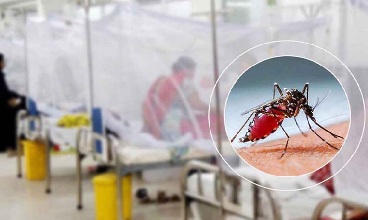 বাড়ছে ডেঙ্গুর প্রকোপ, মশারি ব্যবহারে মন্ত্রণালয়ের নিদের্শনা