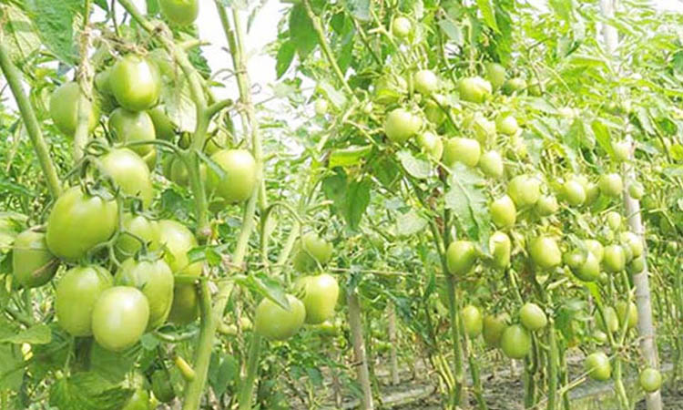 বেশি লাভে টমেটো চাষে ঝুঁকছেন নড়াইলের কৃষক