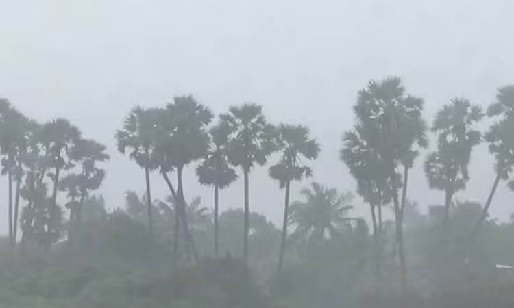 ভারতের ৩ প্রদেশে রেড অ্যালার্ট জারি, অর্ধশতাধিক ফ্লাইট বাতিল