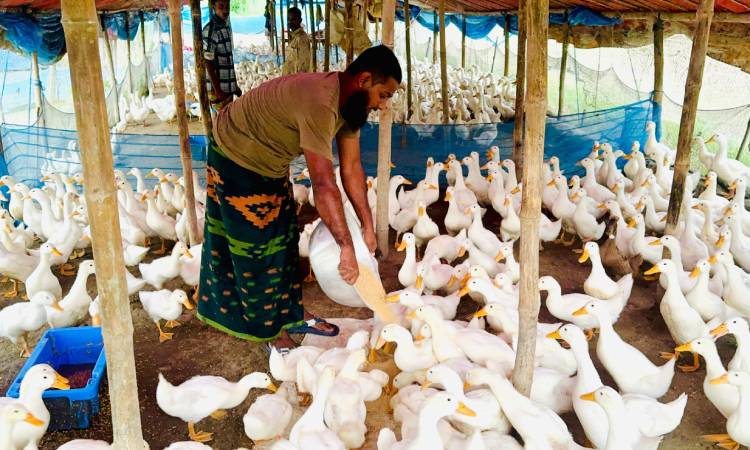 হাঁস পালনের ঘুরে গেল সফলতার চাকা