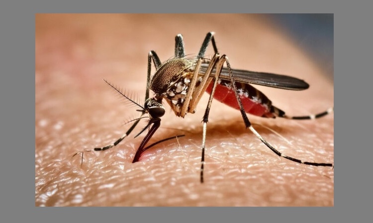 ডেঙ্গুতে আরও ৩ জনের মৃত্যু, হাসপাতালে ৫৬৫