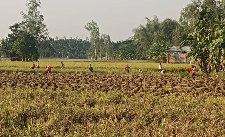 ডিমলায় বিদ্যালয়ের জমি জবর দখলের অভিযোগ!