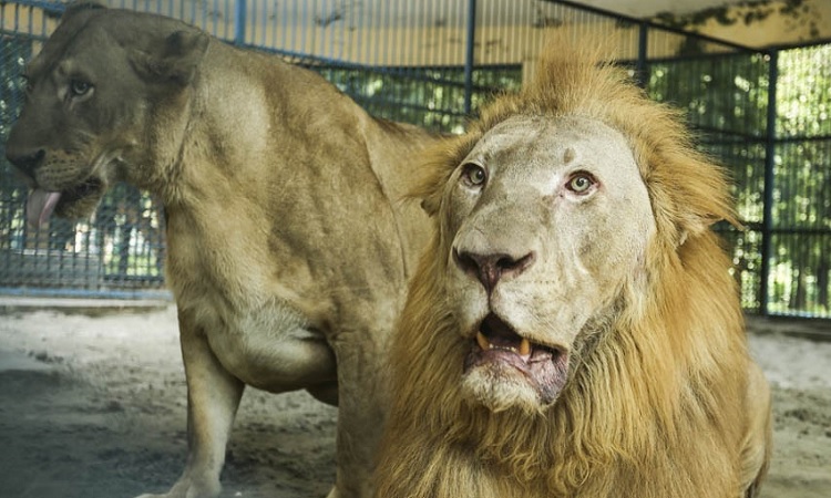 চিড়িয়াখানায় খাঁচার বাইরে সিংহ, নিয়ন্ত্রণের চেষ্টা কর্তৃপক্ষের