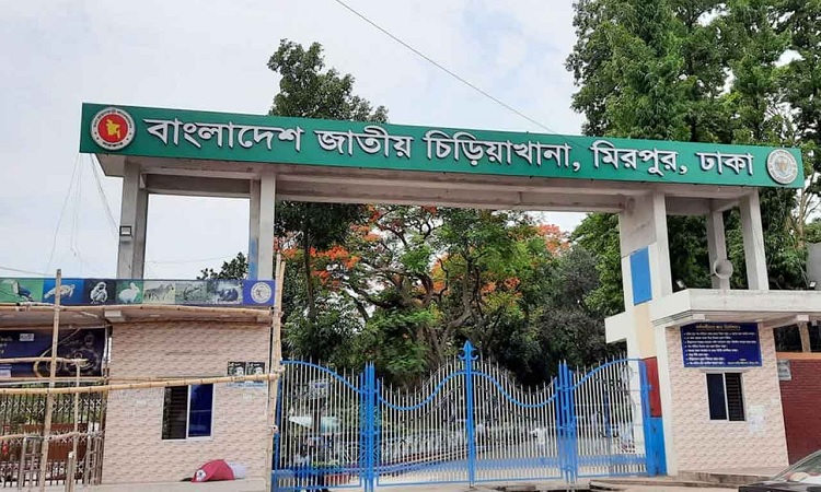 বের হয়ে যাওয়া চিড়িয়াখানার সেই সিংহ খাঁচায় ফিরল