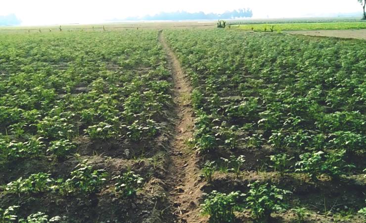 আলুর বাম্পার ফলনের স্বপ্ন বুনছে কৃষক