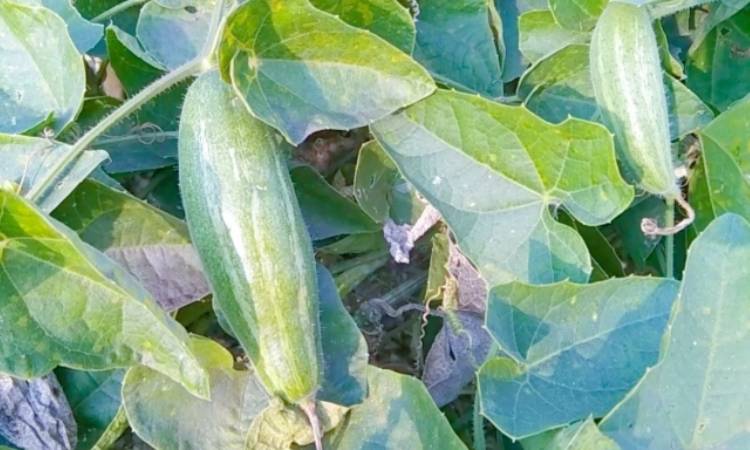 দিগন্ত জোড়া মাঠে মাচায় পটল চাষে কৃষকের মুখে হাসি