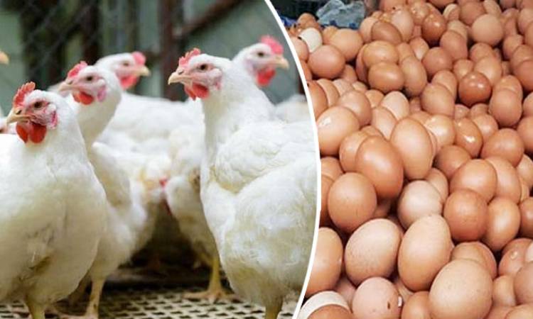 বাংলাদেশ থেকে মুরগি ও ডিম আমদানি করবে না সৌদি