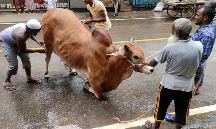 ঈদের দ্বিতীয় দিনেও চলছে পশু কোরবানি