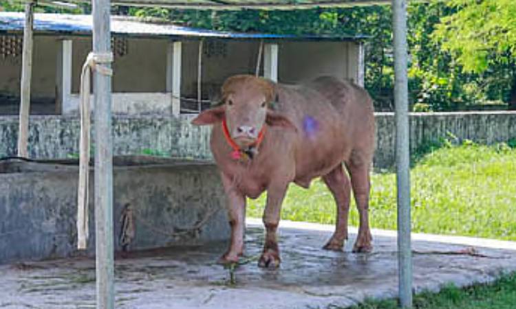 প্রাণে বেঁচে চিড়িয়াখানায় ‘ডনাল্ড ট্রাম্প’