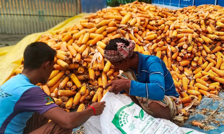 উৎপাদন খরচ বাড়লেও কমেছে ভুট্টার বাজারদর