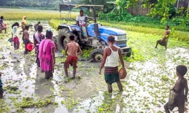 কৃষকের হালচাষে ফিরে এলো শৈশবের চিরচেনা দৃশ্য