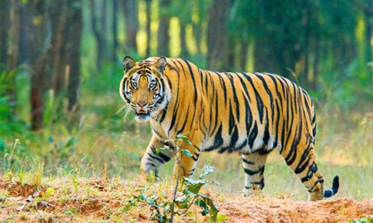 সুন্দরবনে ১০ বছরে বাঘের সংখ্যা বেড়েছে ১৯টি