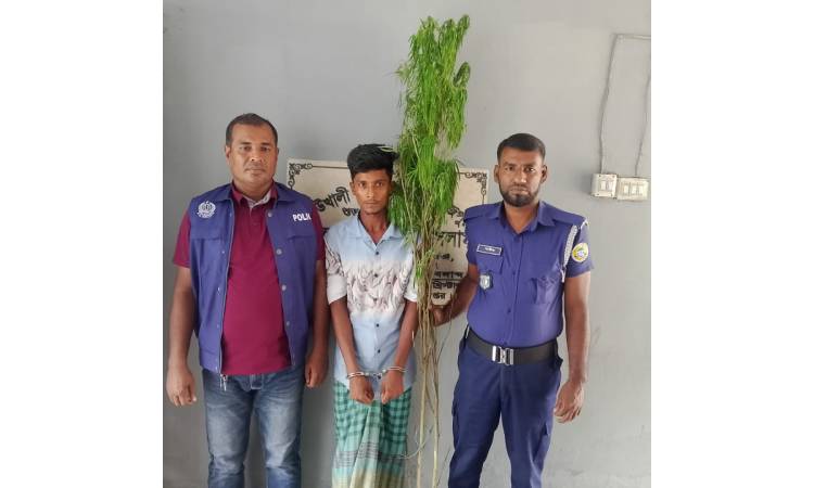 কাউখালীতে গাঁজার গাছসহ কারবারি গ্রেফতার