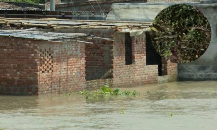 রাজশাহীতে পদ্মার পানি বৃদ্ধিতে চরাঞ্চল প্লাবিত, সাপের আতঙ্ক