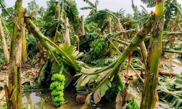 মধুপুরে আকস্মিক ঝড়ে ১১শ বিঘা জমির ফসল নষ্ট, দিশেহারা কৃষক