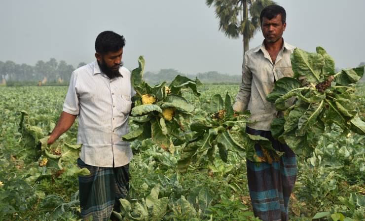 মাঠেই নষ্ট হচ্ছে কৃষকের স্বপ্ন