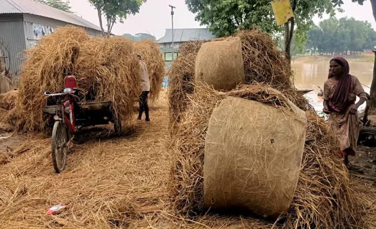 খড়ের দাম বেড়ে যাওয়ায় চিন্তিত গরু খামারীরা