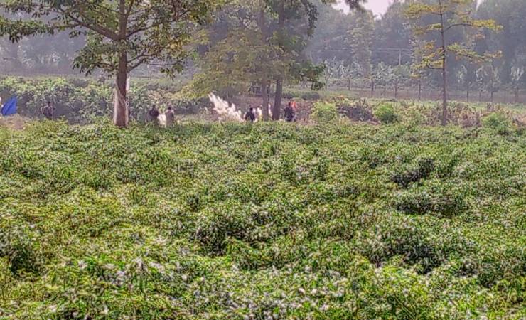 দৌলতপুর সীমান্তে বিএসএফের গুলিতে বাংলাদেশী কৃষক আহত, বিজিবির পাল্টা গুলি