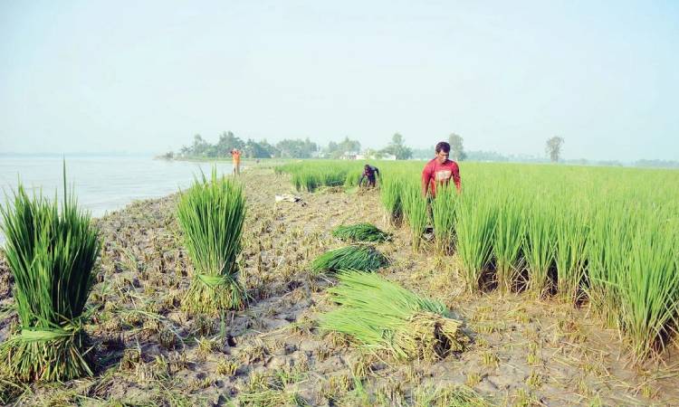তিস্তার ভাঙনে কৃষকের স্বপ্ন গরুর পেটে