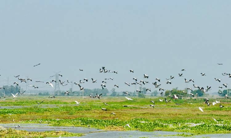 শীতের আগমনী বার্তা, পাখির কলকাকলিতে মুখর চলনবিল